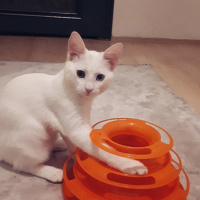 Van Kedisi, Kedi  Gofret fotoğrafı