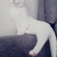 Van Kedisi, Kedi  Gofret fotoğrafı