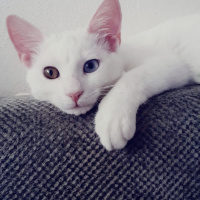 Van Kedisi, Kedi  Gofret fotoğrafı