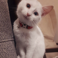 Van Kedisi, Kedi  Gofret fotoğrafı