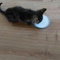 Tekir Kedi, Kedi  Kısmet fotoğrafı