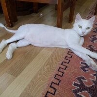 Ankara Kedisi, Kedi  Pamuk fotoğrafı