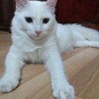 Ankara Kedisi, Kedi  Pamuk fotoğrafı