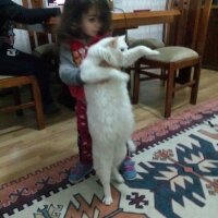 Ankara Kedisi, Kedi  Pamuk fotoğrafı