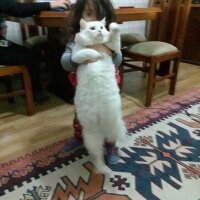 Ankara Kedisi, Kedi  Pamuk fotoğrafı