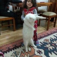 Ankara Kedisi, Kedi  Pamuk fotoğrafı