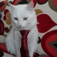 Ankara Kedisi, Kedi  Pamuk fotoğrafı