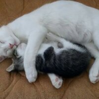 Ankara Kedisi, Kedi  Pamuk fotoğrafı