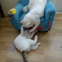 Ankara Kedisi, Kedi  Pamuk fotoğrafı