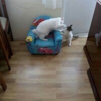 Ankara Kedisi, Kedi  Pamuk fotoğrafı