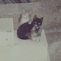 Tekir Kedi, Kedi  batista fotoğrafı