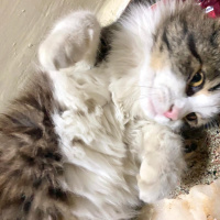 Tekir Kedi, Kedi  Hector fotoğrafı