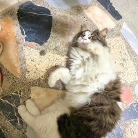 Tekir Kedi, Kedi  Hector fotoğrafı