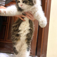 Tekir Kedi, Kedi  Hector fotoğrafı