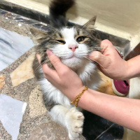 Tekir Kedi, Kedi  Hector fotoğrafı