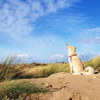 Sokö (Sokak Köpeği), Köpek  Badi fotoğrafı