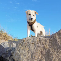 Sokö (Sokak Köpeği), Köpek  Badi fotoğrafı