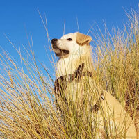 Sokö (Sokak Köpeği), Köpek  Badi fotoğrafı