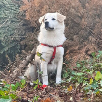 Sokö (Sokak Köpeği), Köpek  Badi fotoğrafı