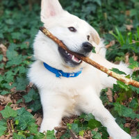 Sokö (Sokak Köpeği), Köpek  Badi fotoğrafı