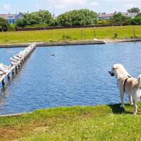 Sokö (Sokak Köpeği), Köpek  Badi fotoğrafı