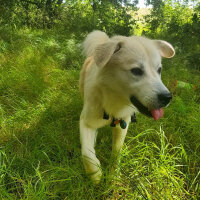 Sokö (Sokak Köpeği), Köpek  Badi fotoğrafı