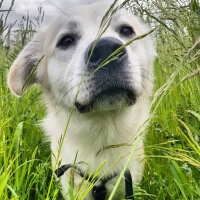 Sokö (Sokak Köpeği), Köpek  Badi fotoğrafı