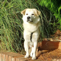 Sokö (Sokak Köpeği), Köpek  Badi fotoğrafı