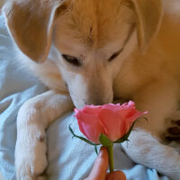 Sokö (Sokak Köpeği), Köpek  Badi fotoğrafı