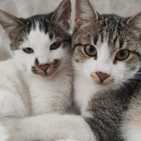 Tekir Kedi, Kedi  Koki fotoğrafı