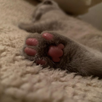 Scottish Fold, Kedi  sütlaç fotoğrafı