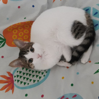 Tekir Kedi, Kedi  Misha fotoğrafı