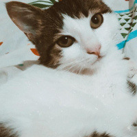 Tekir Kedi, Kedi  Misha fotoğrafı