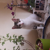 Tekir Kedi, Kedi  Misha fotoğrafı