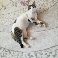 Tekir Kedi, Kedi  Misha fotoğrafı