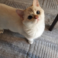 British Shorthair, Kedi  Taner fotoğrafı