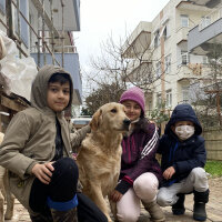 Golden Retriever, Köpek  Lessi fotoğrafı