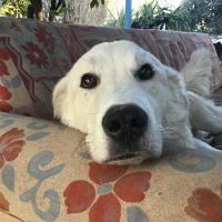 Labrador Retriever, Köpek  Bulut fotoğrafı