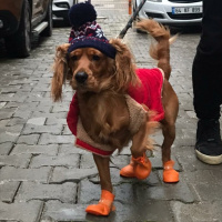 Amerikan Cocker Spaniel, Köpek  Papi fotoğrafı
