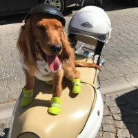 Amerikan Cocker Spaniel, Köpek  Papi fotoğrafı