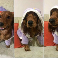 Amerikan Cocker Spaniel, Köpek  Papi fotoğrafı