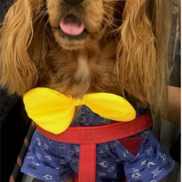 Amerikan Cocker Spaniel, Köpek  Papi fotoğrafı