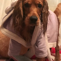 Amerikan Cocker Spaniel, Köpek  Papi fotoğrafı