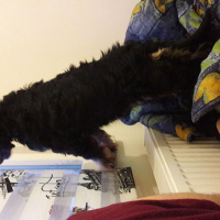 İngiliz Cocker Spaniel, Köpek  Meya fotoğrafı