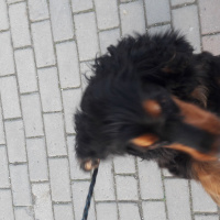 İngiliz Cocker Spaniel, Köpek  Meya fotoğrafı