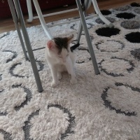 Tekir Kedi, Kedi  Mia fotoğrafı