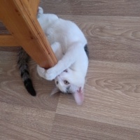 Tekir Kedi, Kedi  Mia fotoğrafı
