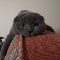 Scottish Fold, Kedi  Gölge fotoğrafı