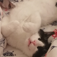 Tuxedo (Smokin) Kedi, Kedi  Pablo fotoğrafı