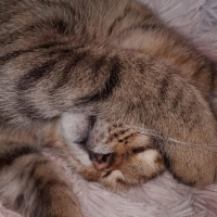 Tekir Kedi, Kedi  Mia fotoğrafı